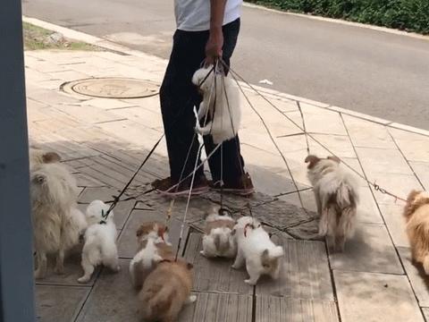 爷爷带着一群狗散步,一只不听话,被爷爷"暴力"执家法!