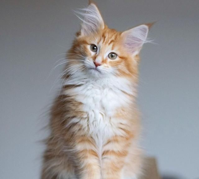 这只猫咪有一条像狐狸那样的大尾巴,打起架来气势十足威风凛凛