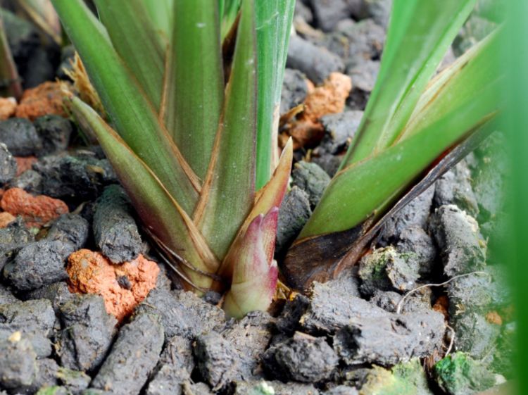 春兰"花箭"出土,不能着急让它开,给它做3步,花杆高且开品正