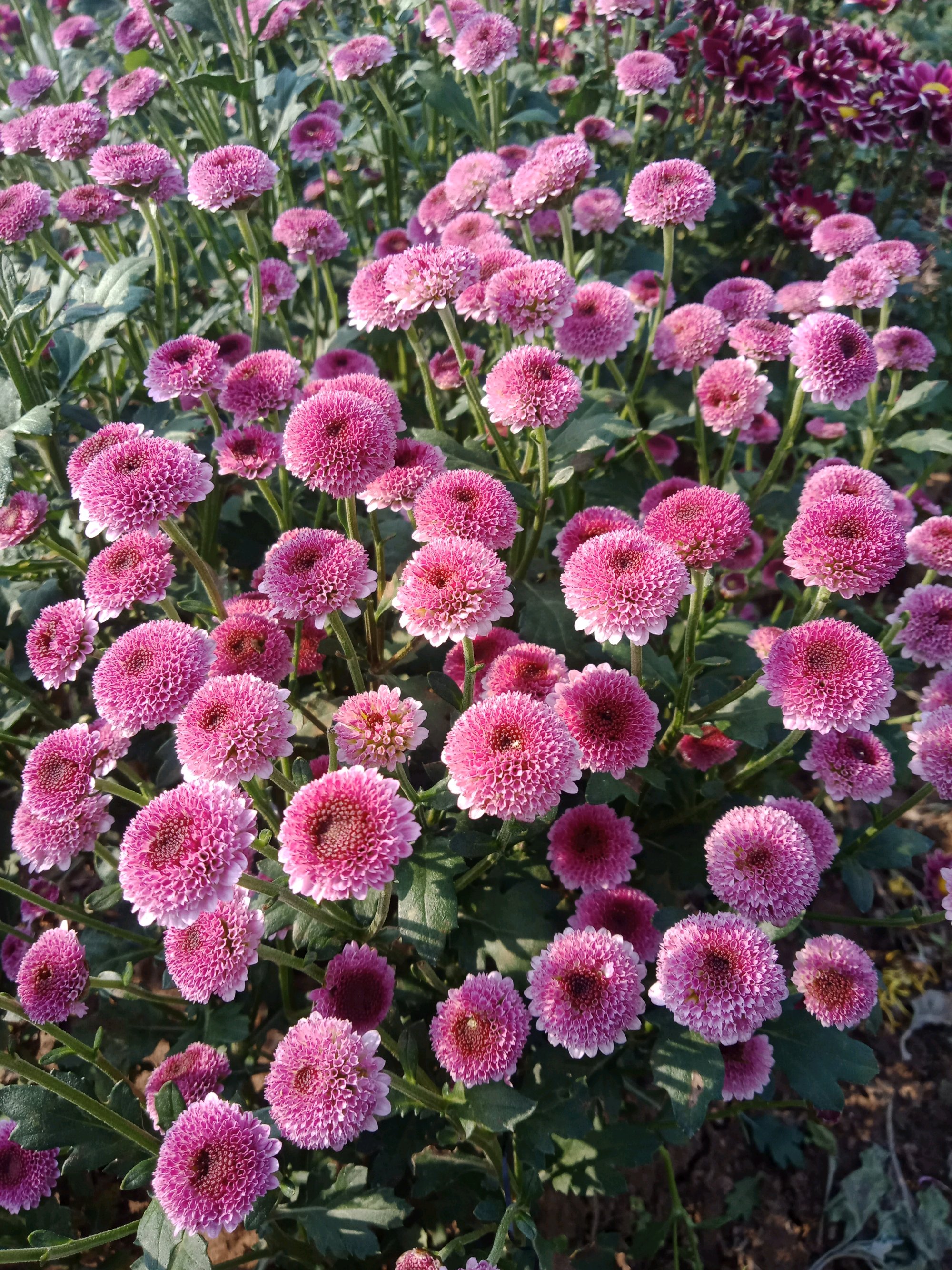 阳台盆栽新宠纽扣菊养护简单花朵可爱迷人多季开花