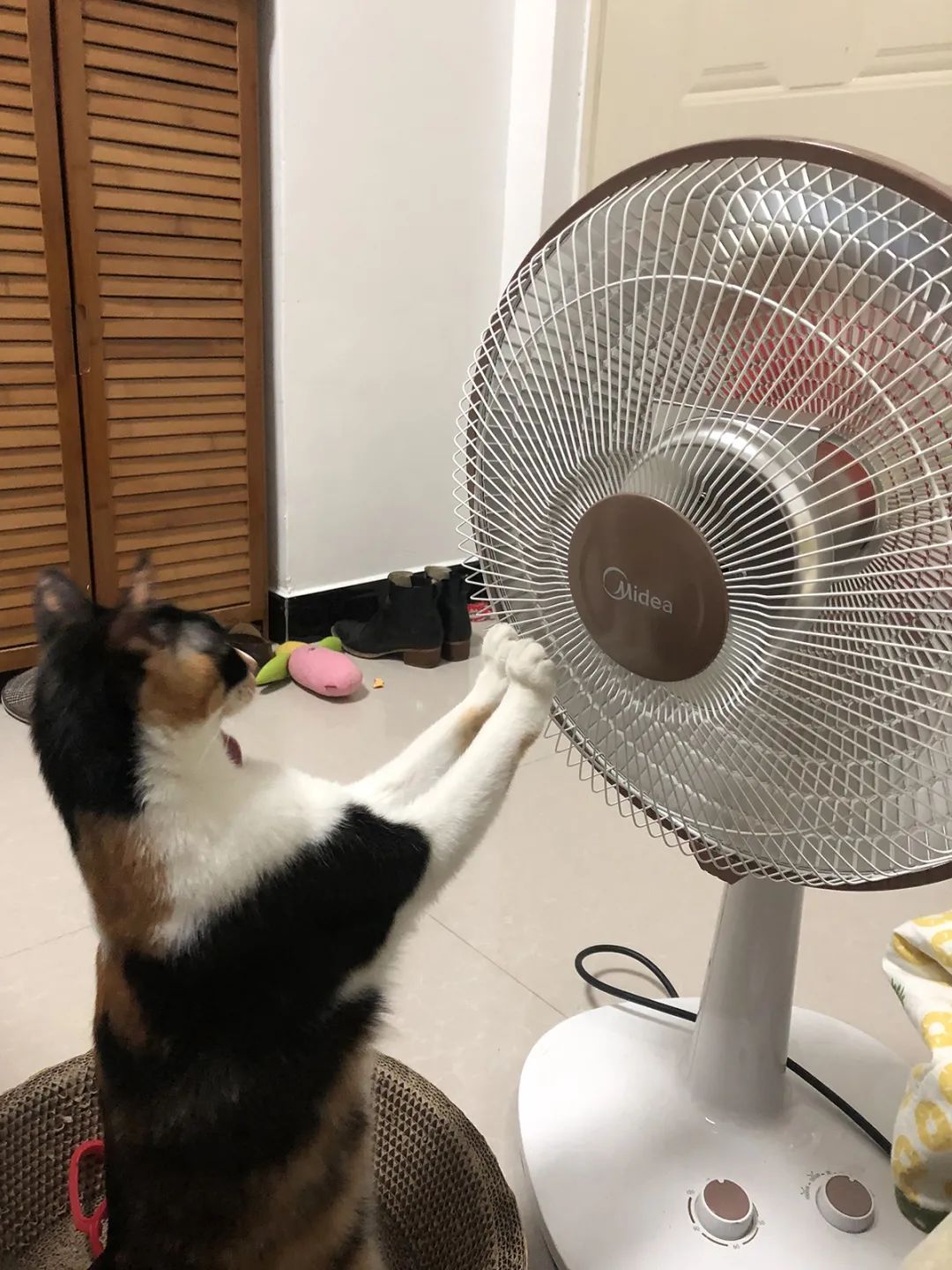 吹暖气看雪,成都人的最终幻想