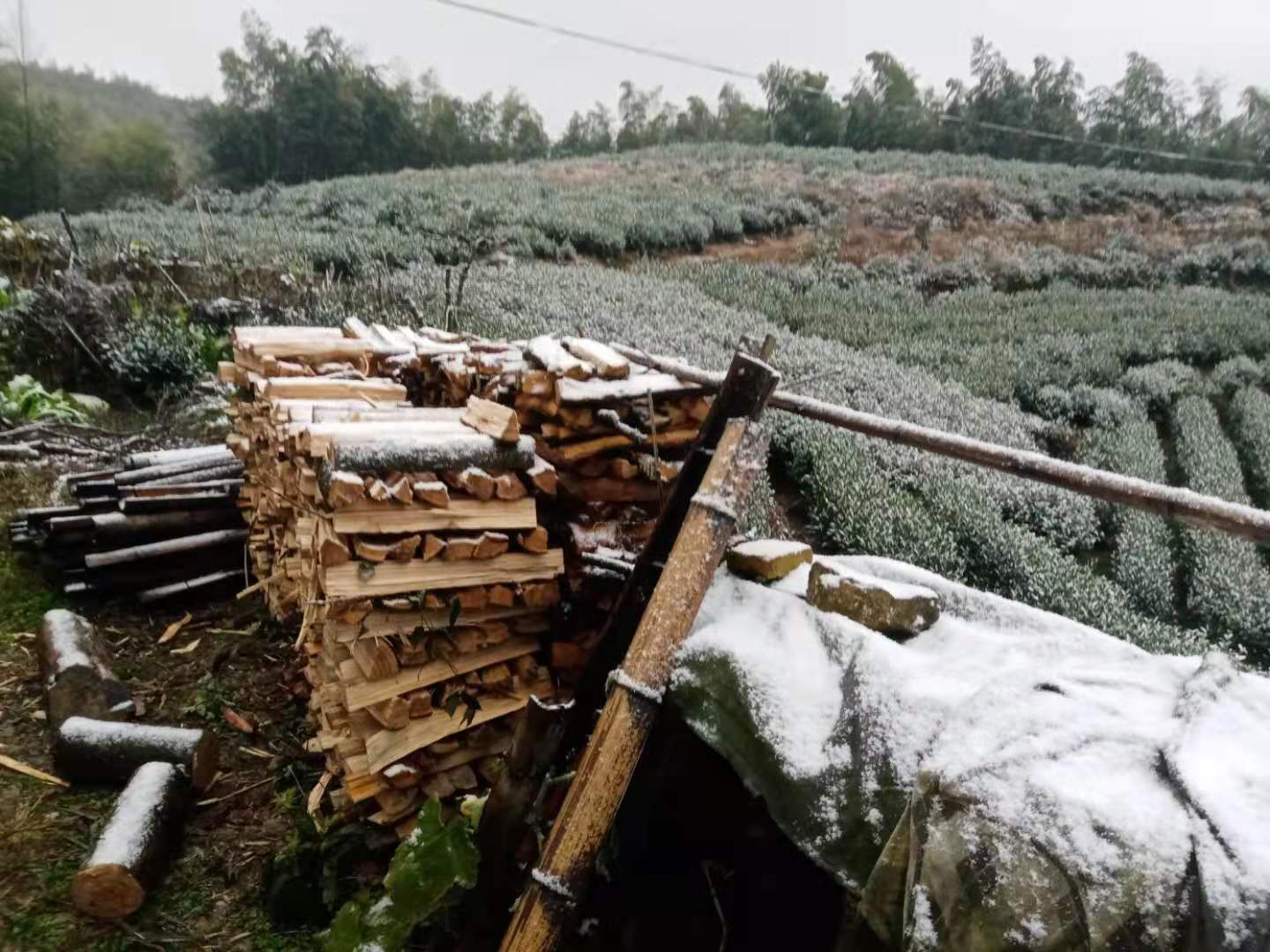 【12月14日8:45】石璜镇三王堂村,雪覆盖了农作物.