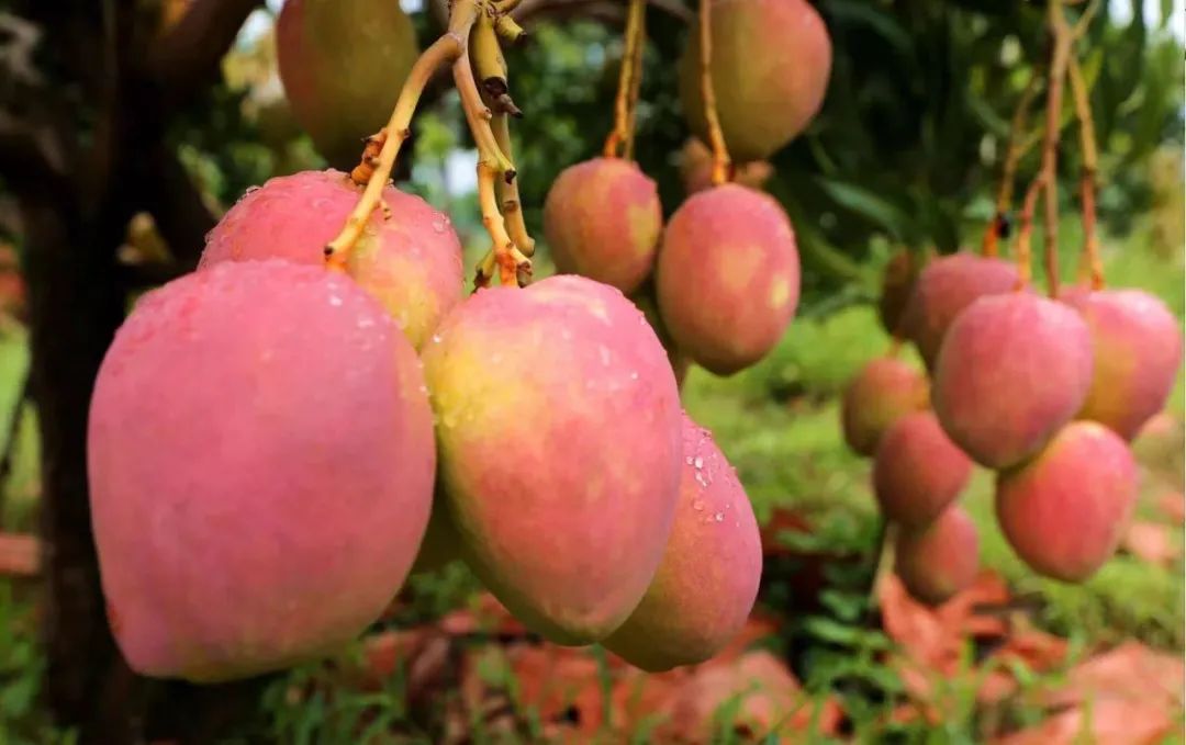 由黑向绿华丽转身新华每日电讯点赞金沙江畔新华坪