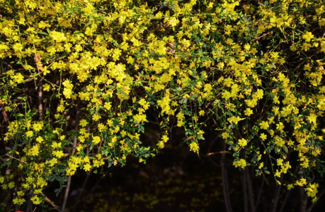 陇南"市树""市花"揭晓,看看是啥!