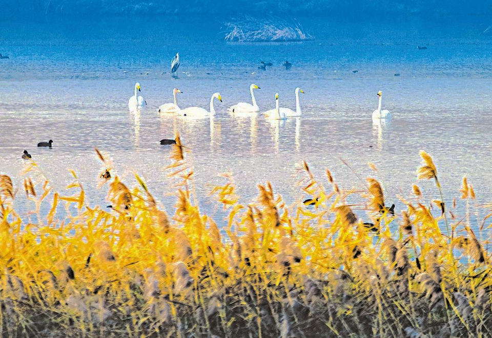 白天鹅在日照白鹭湾湿地公园越冬
