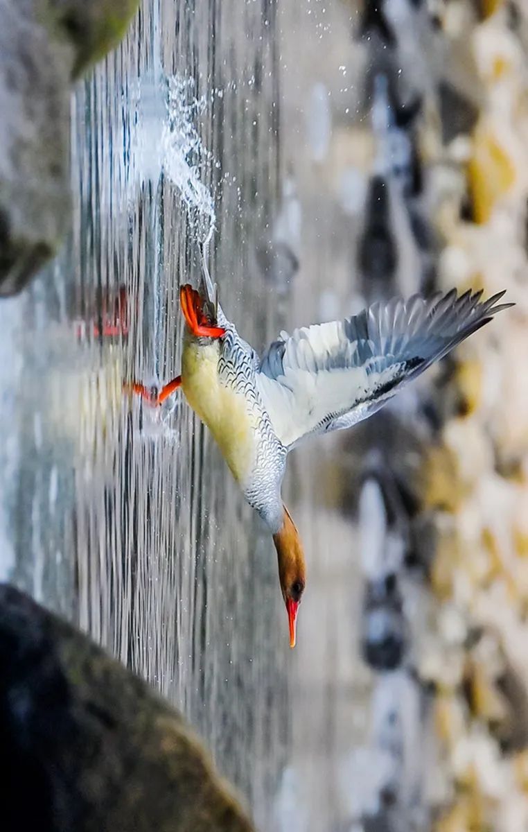 水中大熊猫正在重庆跳芭蕾