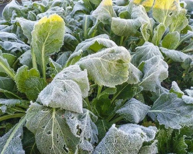 乡村微课堂 | 蔬菜该准备"抗冻"了!大棚蔬菜防冻知识学起来