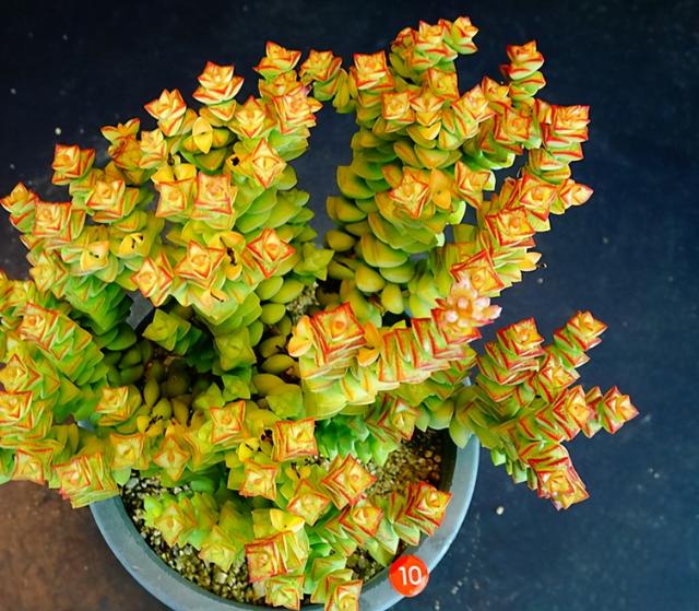 养多肉小米星掌握3秘诀叶片肥美颜色好看得不得了