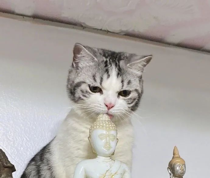 猫跑到柜子上舔着小佛头,这一脸认真的表情,太可爱了!