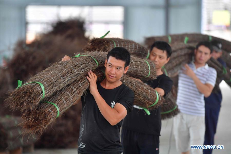Workers carry fencing at a poverty-relief workshop in Rong'an County, south China's Guangxi Zhuang Autonomous Region, July 15, 2019. China has removed all its 832 impoverished counties nationwide from the poverty list. Developing industries have played an important role in the country's poverty alleviation efforts, which will be still fundamental to continuously consolidate the poverty-relief achievements. Statistics from China's Ministry of Agriculture and Rural Affairs show that all 832 impoverished counties have carried out more than one million industrial projects and built over 300,000 industrial bases in total, with each county having 2-3 leading industries and up to 98% of impoverished people benefited. From poverty-relief workshop to industrial cooperatives, those once-impoverished counties have strived to continuously develop industries based on local conditions, as fundamental measures to consolidate poverty-relief achievements and revitalize rural areas. (Xinhua/Huang Xiaobang)
