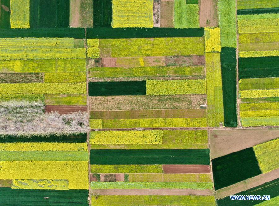 Aerial photo taken on March 30, 2020 shows fields in Maozhuang Village, Huaibin County of central China's Henan Province. (Xinhua/Li An)