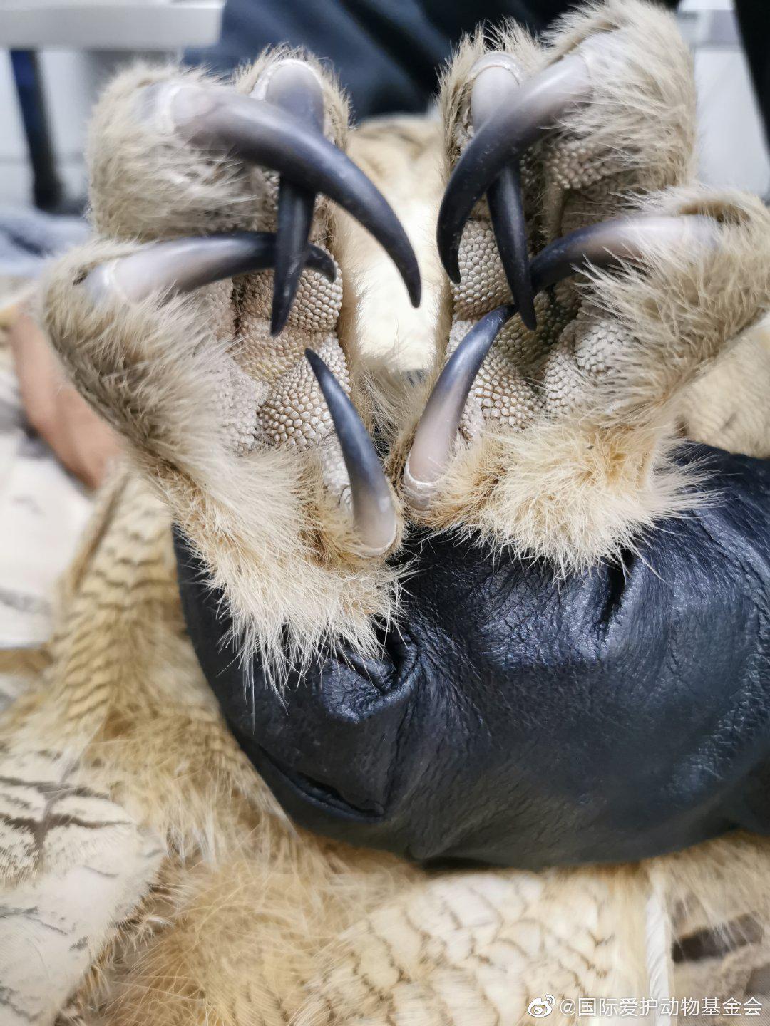 今天给雕鸮体检了