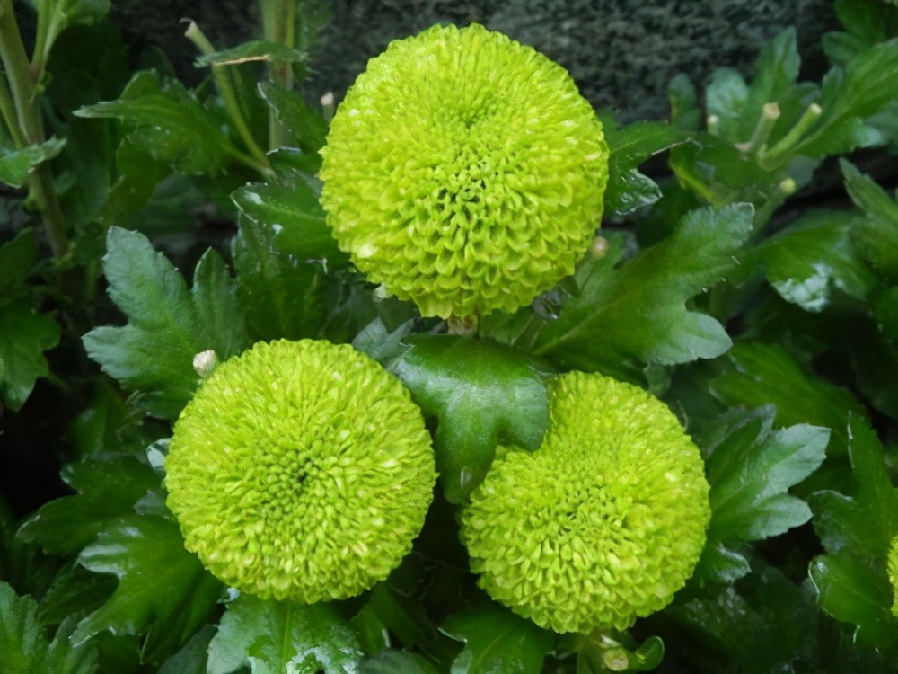 球菊(球菊一年开几次花)