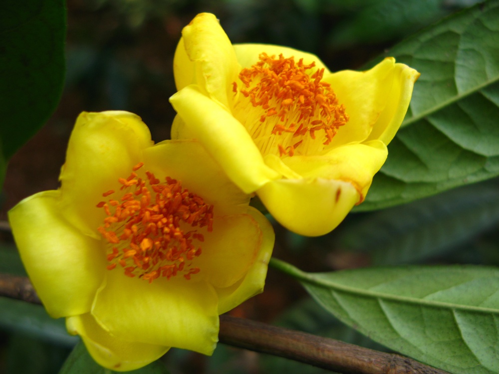 而且适应能力强,我国的大部分地区都适合养,它每年的11月份左右开花