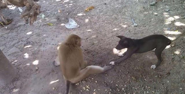 猴子和狗打架净使些下三滥的招数场面让人想笑