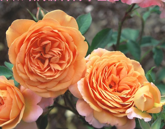 性价比最高的4款月季,款款珍贵,花色鲜艳,香味扑鼻!