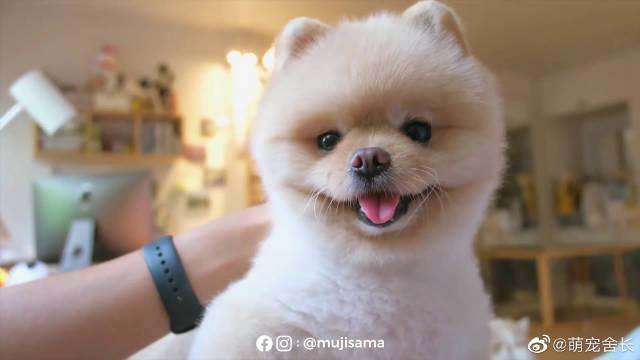 进来感受下泰国小哥的博美的歪头杀
