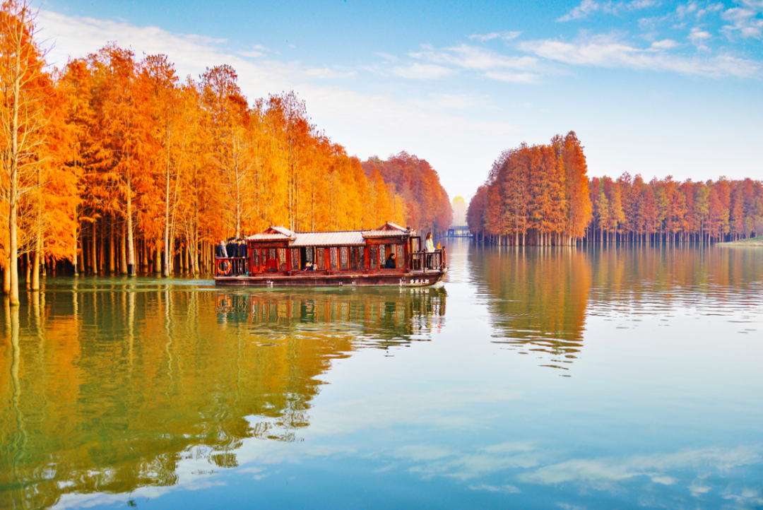 美篇丨初冬走进仙桃梦里水乡邂逅醉美池杉红
