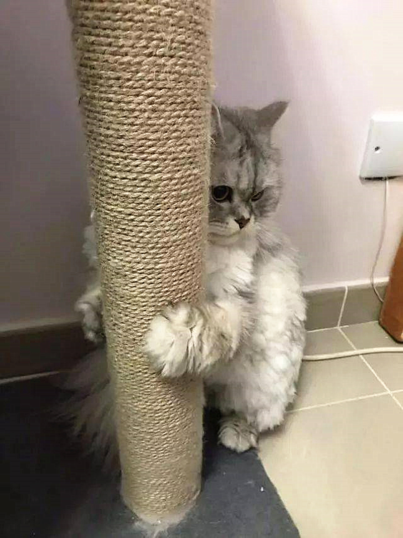 猫咪一直抱着柱子,不肯去洗澡,搞得还以为是要它猫命呢?|猫咪|柱子|主