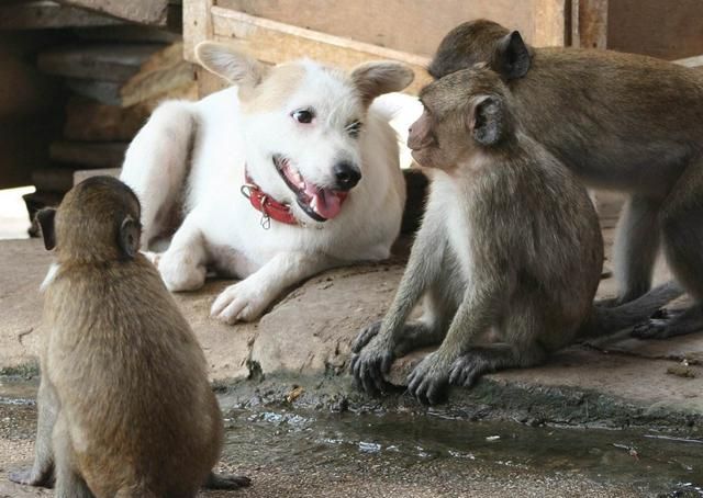 猴子和狗打架净使些下三滥的招数场面让人想笑