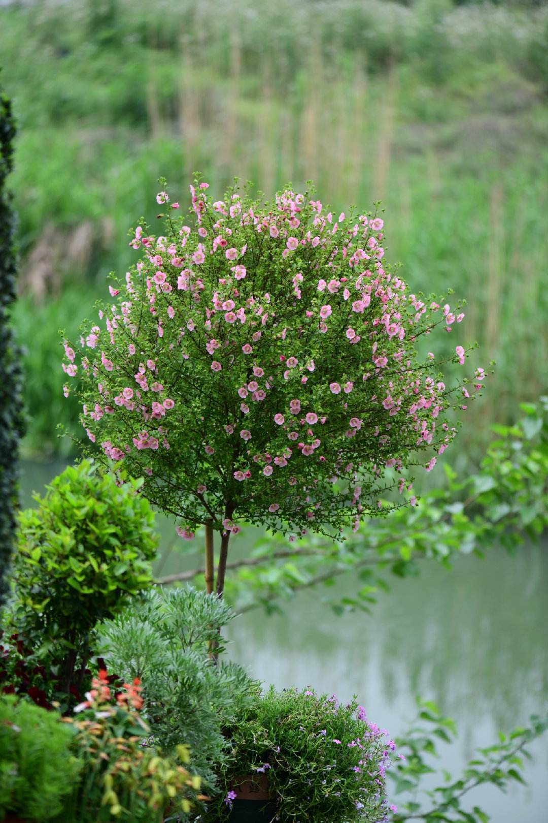 木槿花要如何养才能保证花大而色艳这六点是重点