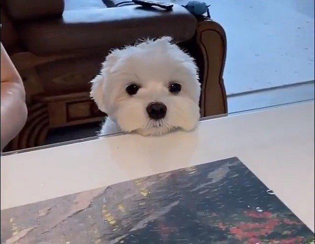 小狗狗无聊发呆把头放在桌子上面