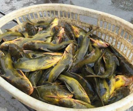 鲜嫩鱼刺少,营养丰富味道好,渔民强烈推荐|黑鱼|种鱼|鳜鱼_新浪新闻