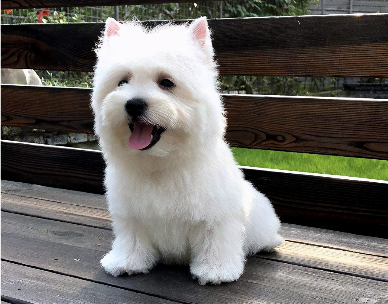 小型犬忠心榜单这6种小型犬一生只认一个主人