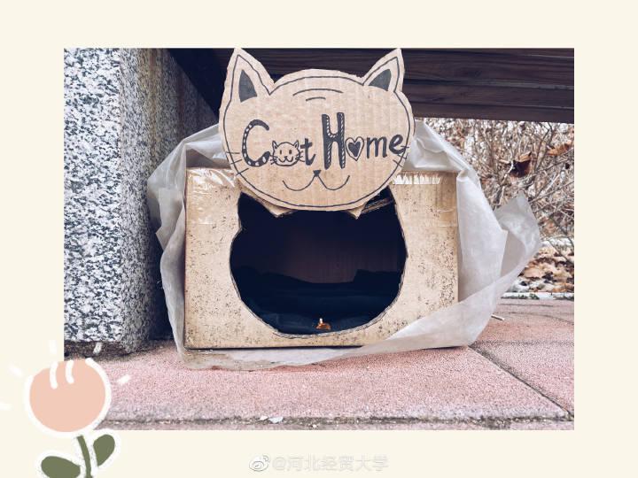 超暖!河北一高校为流浪动物搭建温暖小窝