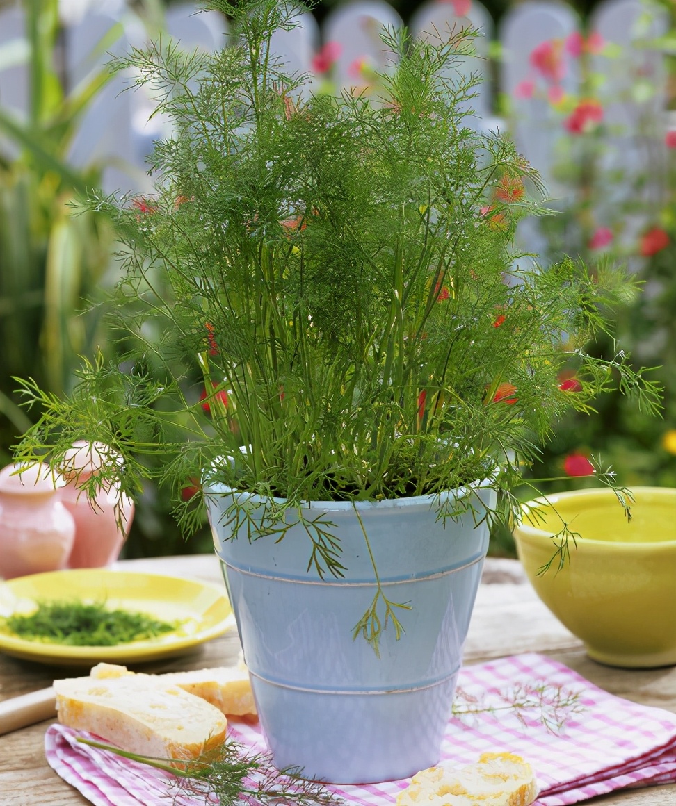 7种适合家居养护的香草植物,散发淡淡清香,作用多观赏性强|欧芹|养护|