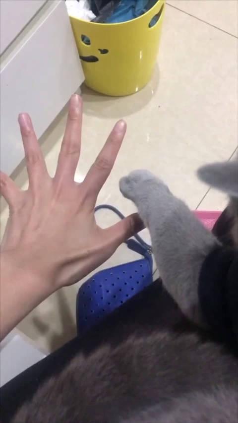教小猫咪伸爪子小合集原来小猫咪也是很聪明的啊