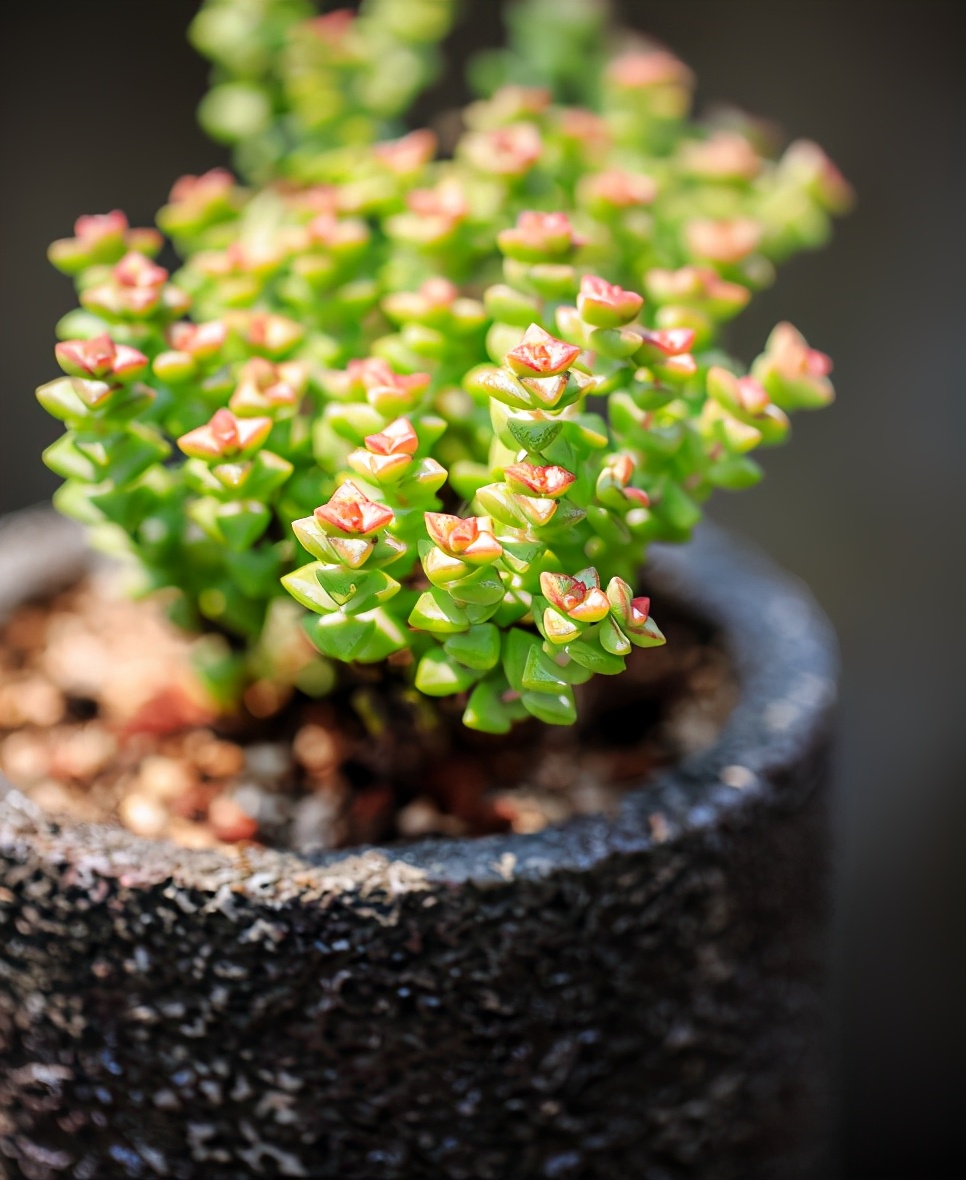 养多肉小米星,掌握"3秘诀",叶片肥美,颜色好看得不得了