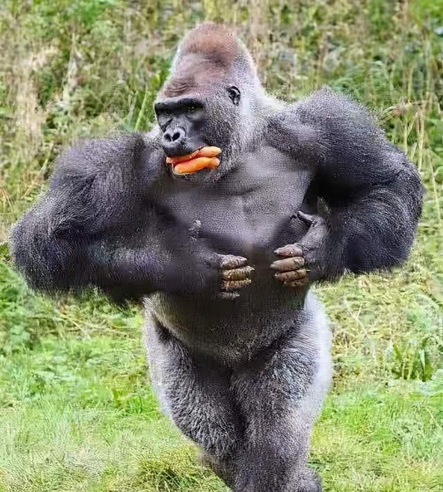 借金星的原话自黑,还配上了大猩猩捶胸的图片,这波回应还真是高情商.