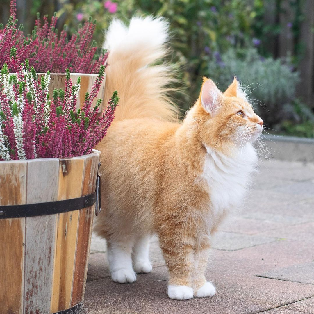 这只猫咪有一条像狐狸那样的大尾巴,打起架来气势十足威风凛凛