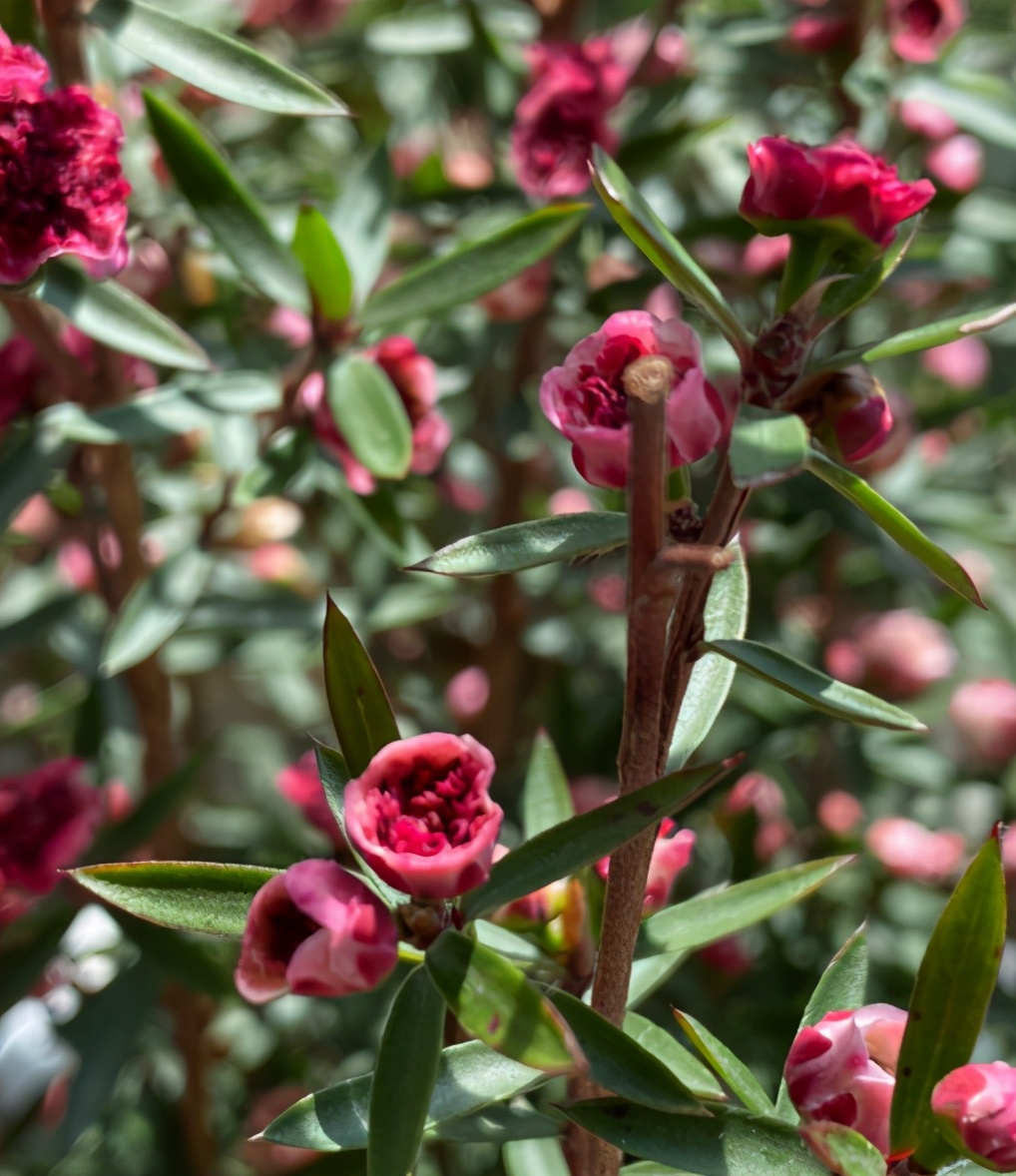 松红梅体型小,开花鲜艳美丽,冬天正适合养|松红梅|体型|花朵_新浪新闻
