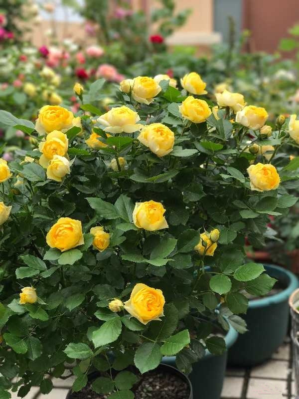 最爱开花的月季,花色奶黄,从不生病,四季有花!