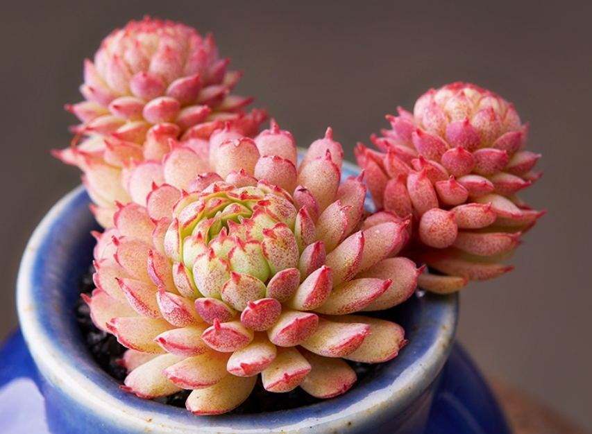 多肉植物小红衣怎么养