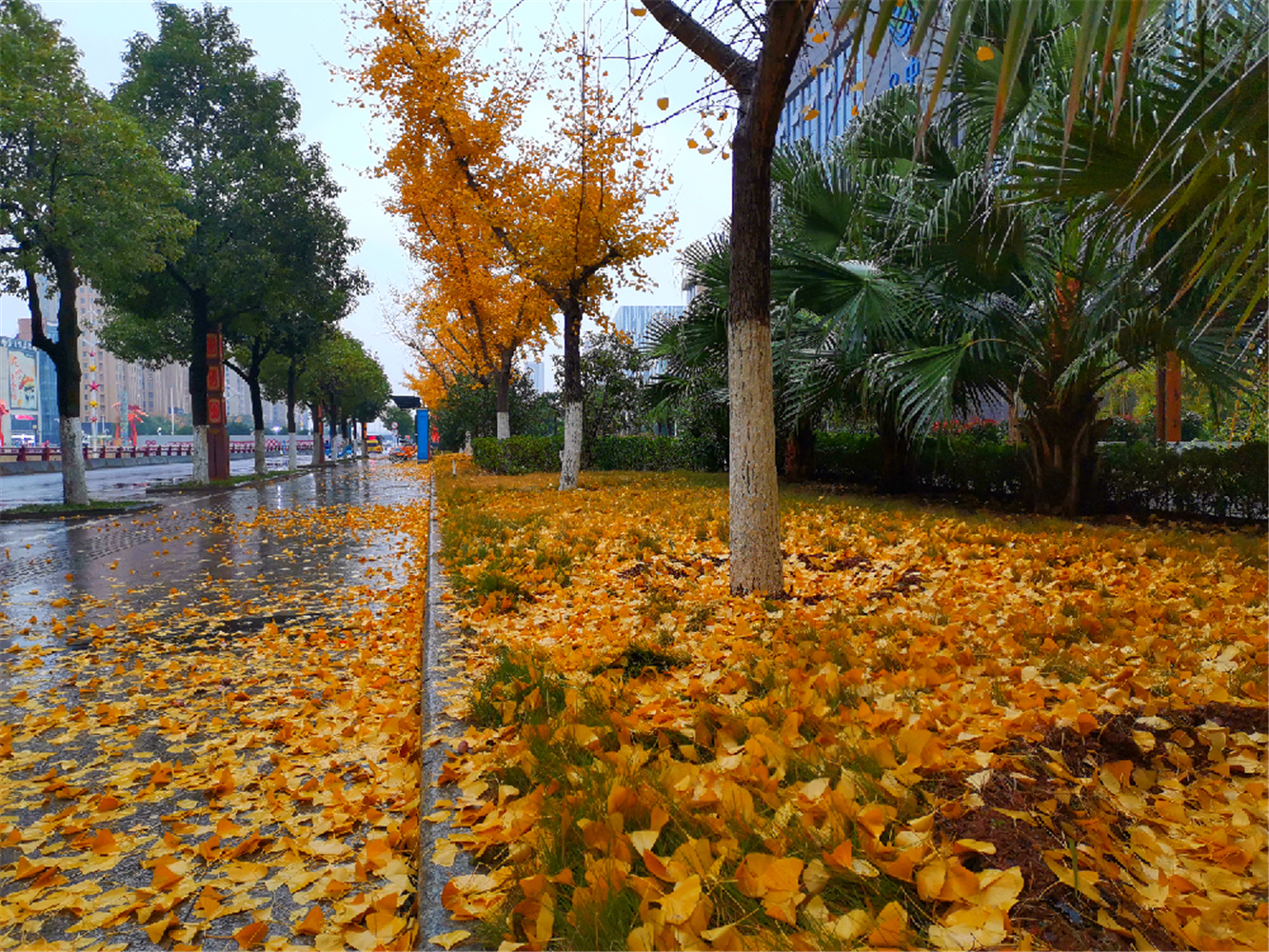 江西吉安:银杏落叶萧萧下 城区满是"黄地毯"