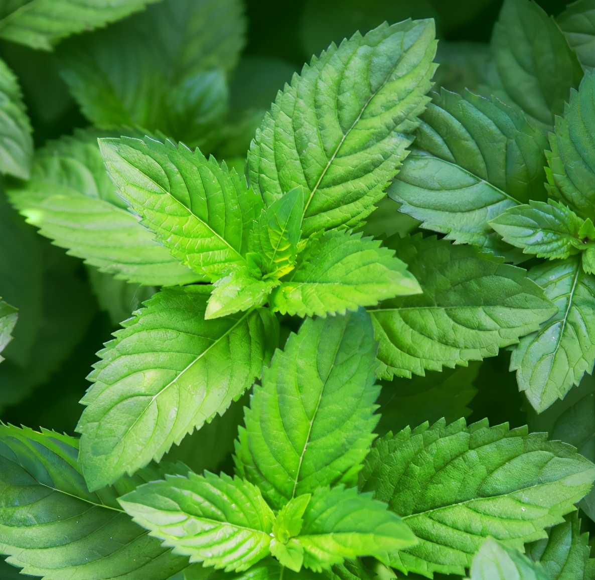 7种适合家居养护的香草植物散发淡淡清香作用多观赏性强