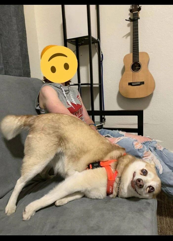 这些狗狗的坐姿可真搞笑,有的是风情万种有的过分豪迈