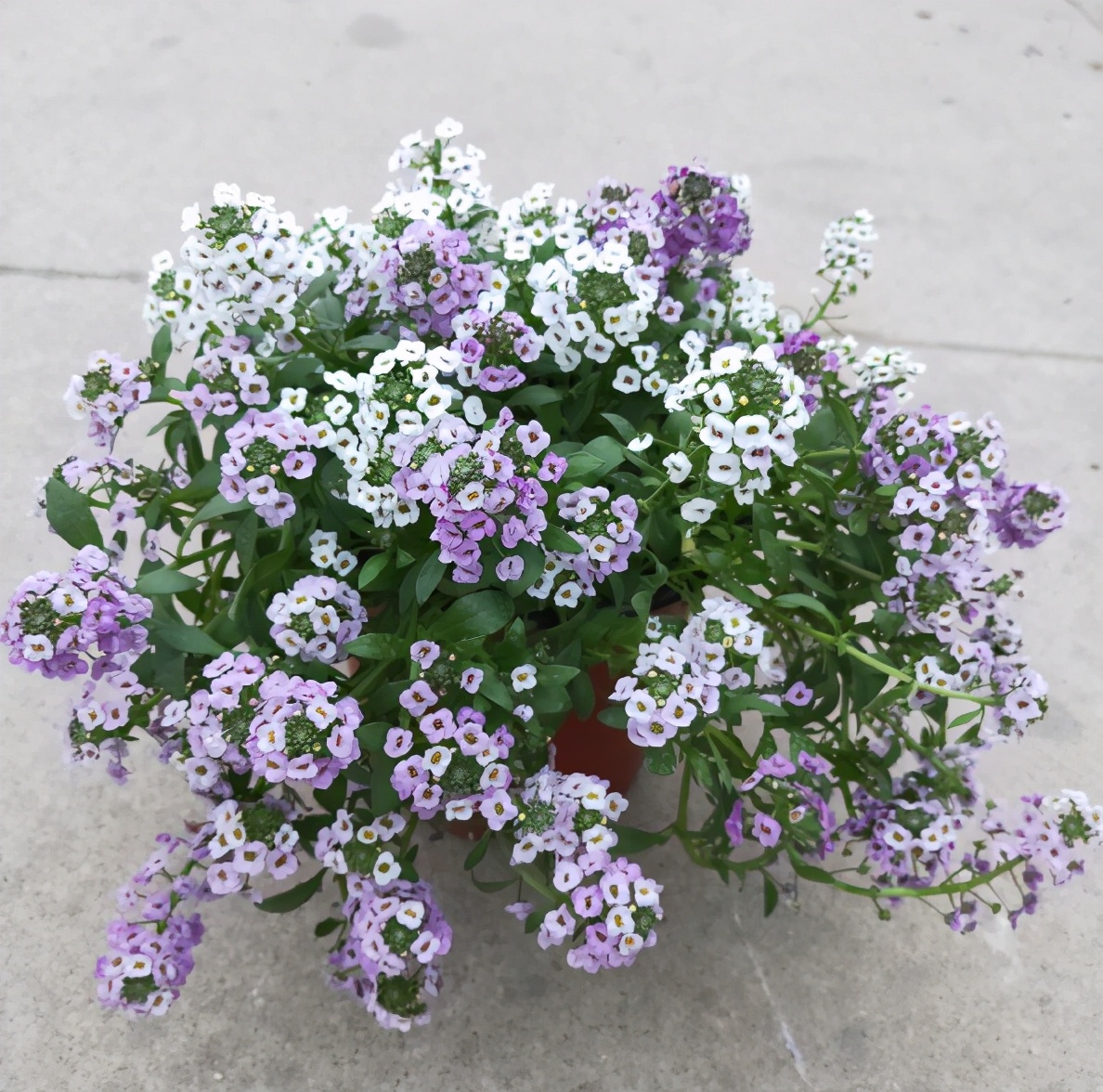 养护香雪球盆栽小技巧如何养护让它轻松爆盆