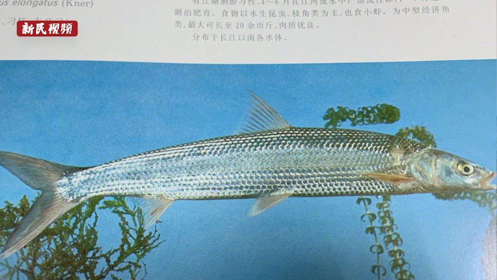 "给长江十年,养中华命脉",政策首倡科学家解读十年禁渔