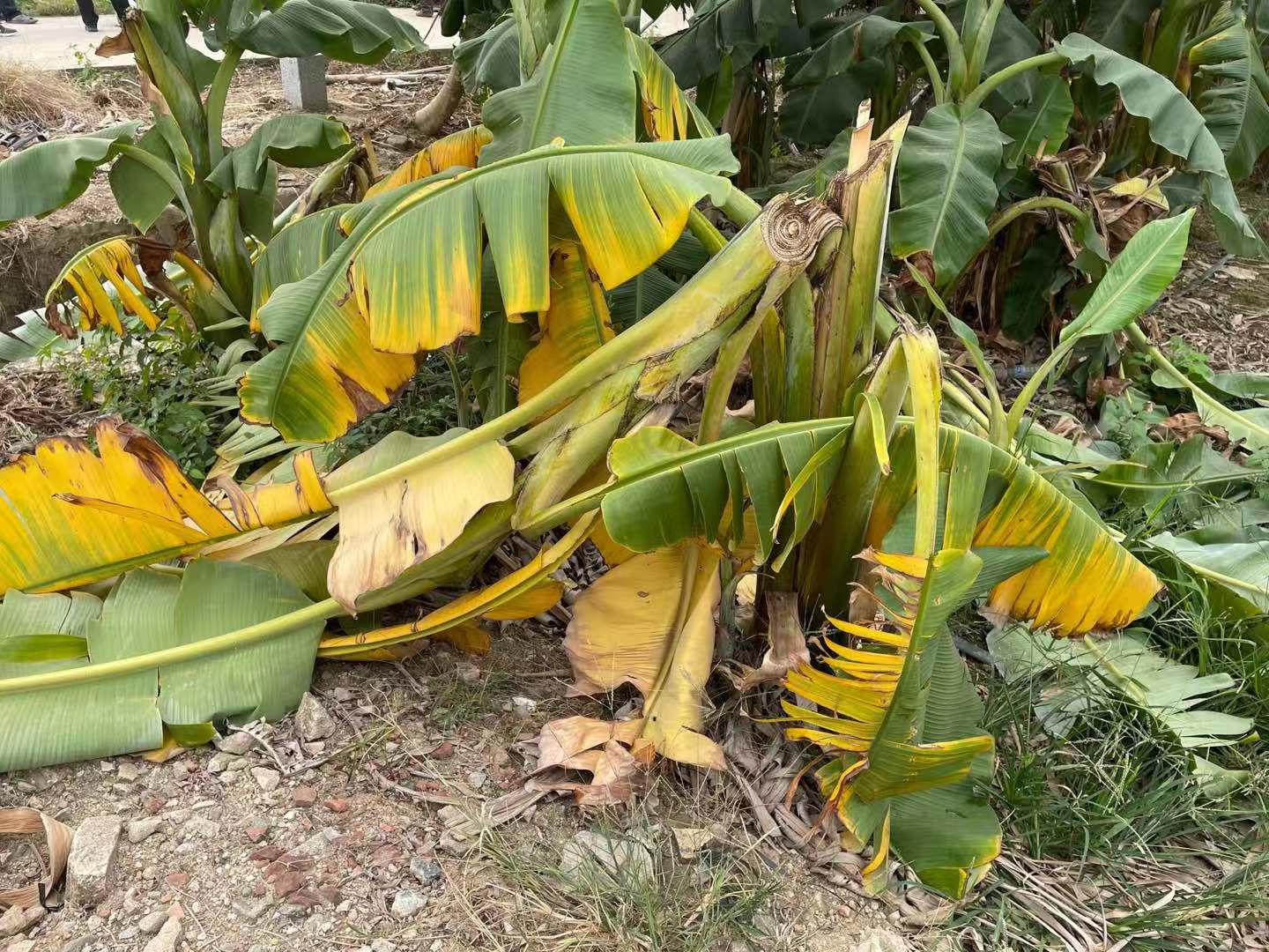 据了解,香蕉黄叶病是国内主要香蕉产区最严重,最具毁灭性的病害,一旦