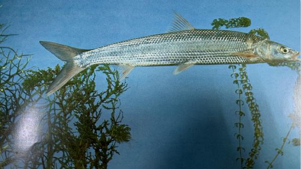 鳤鱼是长江物种恢复的开始还是又一个初闻已是永别的主角