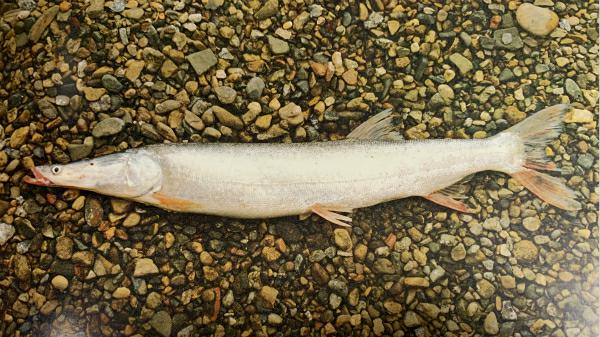 鳤鱼是长江物种恢复的开始还是又一个初闻已是永别的主角