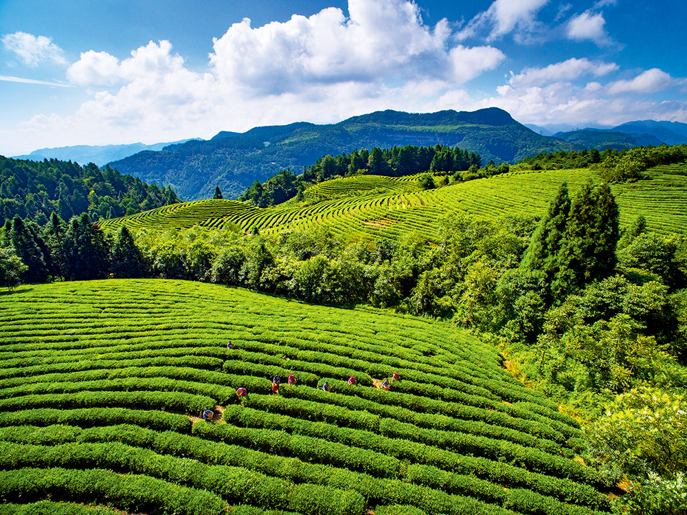 重庆武隆白马山高山生态有机茶园