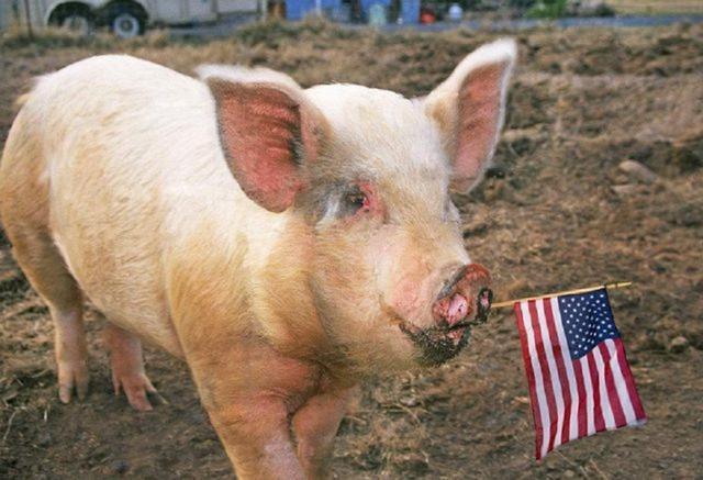 民进党政客逼迫民众吃"莱猪",自己却大口喝酒|民进