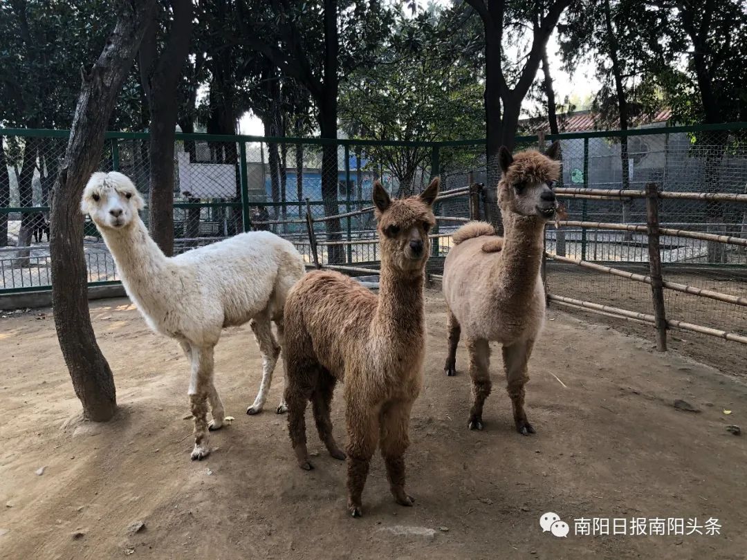 花式取暖南阳市人民公园动物园的小宝宝惬意过冬