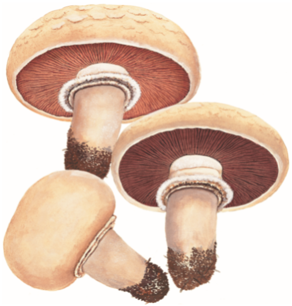 大肥蘑菇的科普介绍|蘑菇|菌褶|菌肉_新浪新闻