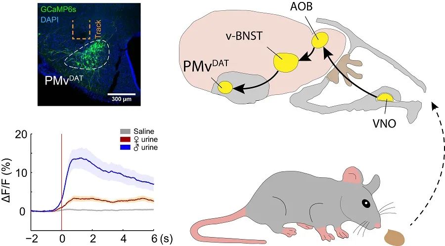 中科院神经所第21年,砥砺前行(下篇):Nature、Science、4篇Neuron等|历史_新浪新闻